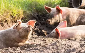 Agrifields, cofondată de antreprenorul libanez Laoun Youssef, ajunge între primii trei crescători de porci din România. Compania a fost înființată în 2024