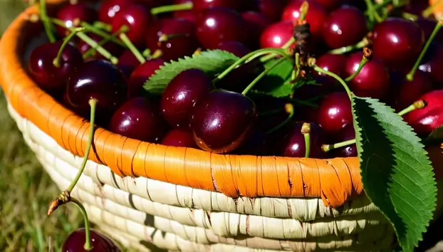 Pomicultorii din Cluj au "ars" 40.000 de euro într-o noapte pentru a-și salva cireșii