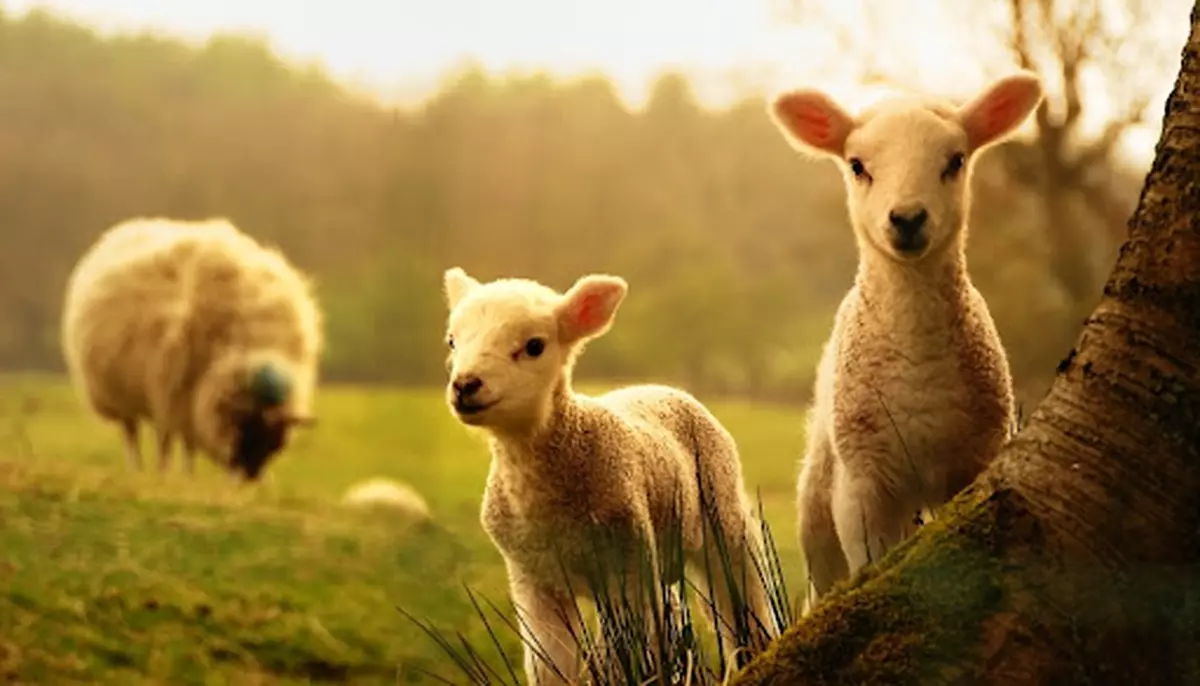 De ce se consumă miel de Paște? Semnificații religioase și obiceiuri păstrate