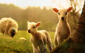 De ce se consumă miel de Paște? Semnificații religioase și obiceiuri păstrate