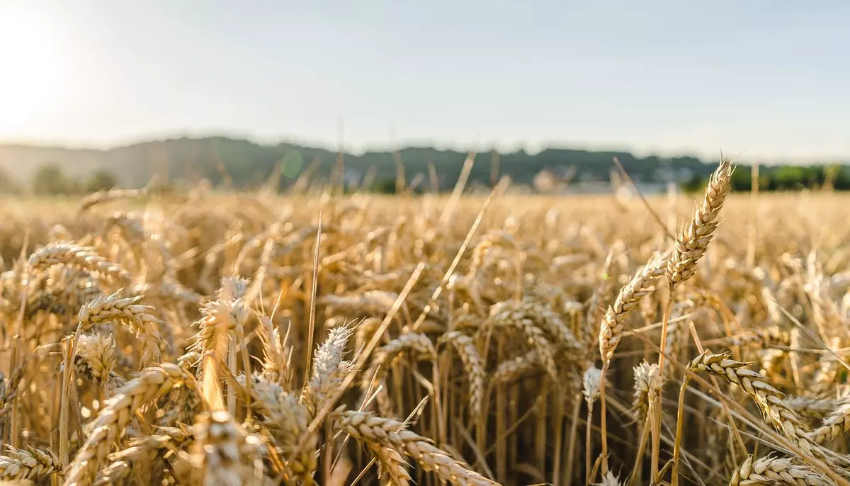 Mai este agricultura românească profitabilă în 2026? 25 de kilograme de grâu costă cât o cafea în oraș
