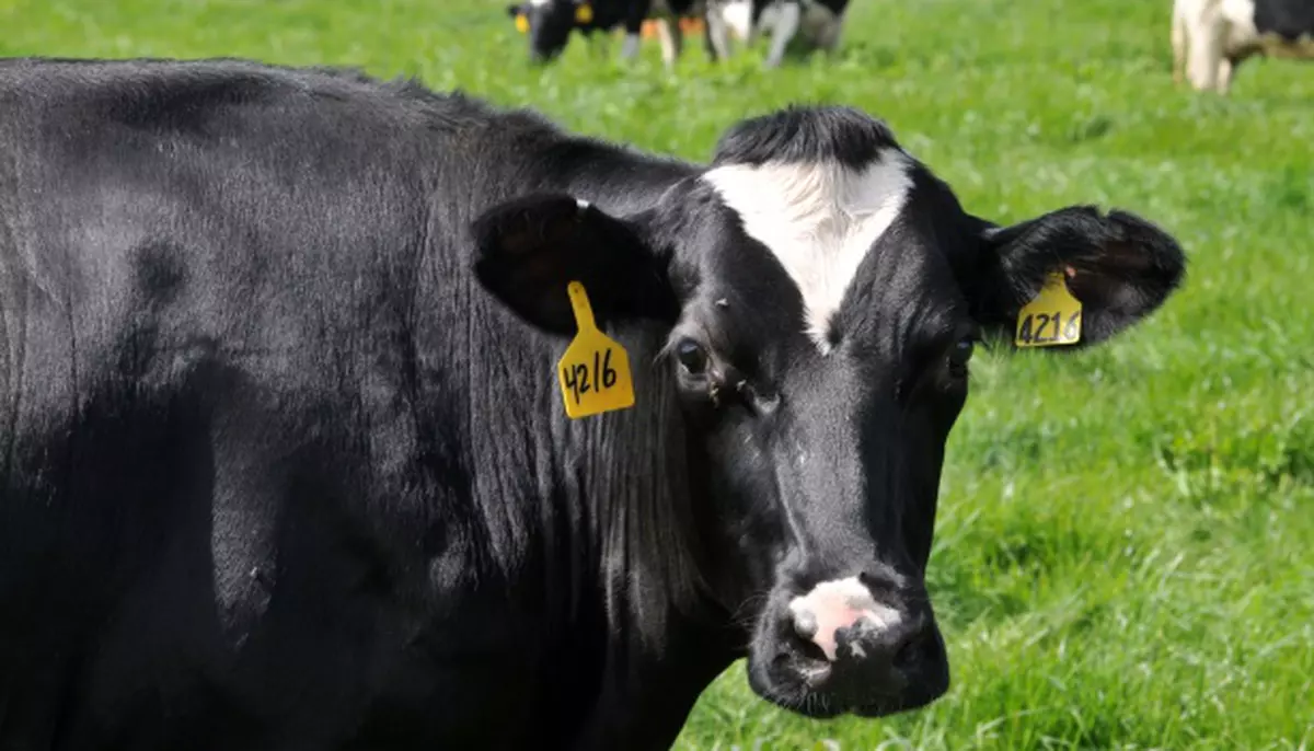 Un aliment care curăță ficatul, reduce colesterolul, susține digestia și ajută la pierderea în greutate