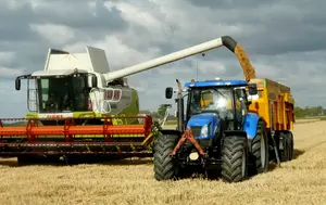 Germania, liderul european la producția de rapiță, importă din cel mai mult din România