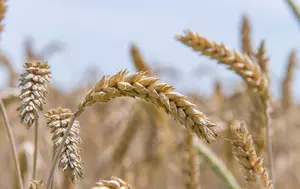 România are una dintre cele mai bune recolte de cereale din Europa. Alimentele s-ar putea scumpi însă în 2027