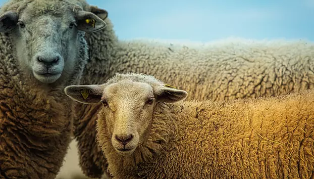 ANSVSA înăsprește regulile pentru crescătorii de ovine și caprine. Măsurile sunt aplicate la nivel național