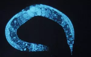 După Artemis II, NASA trimite câteva mii de viermi în spațiu. Misiunea lor e să-i învețe pe oameni cum să reziste mai mult în afara planetei