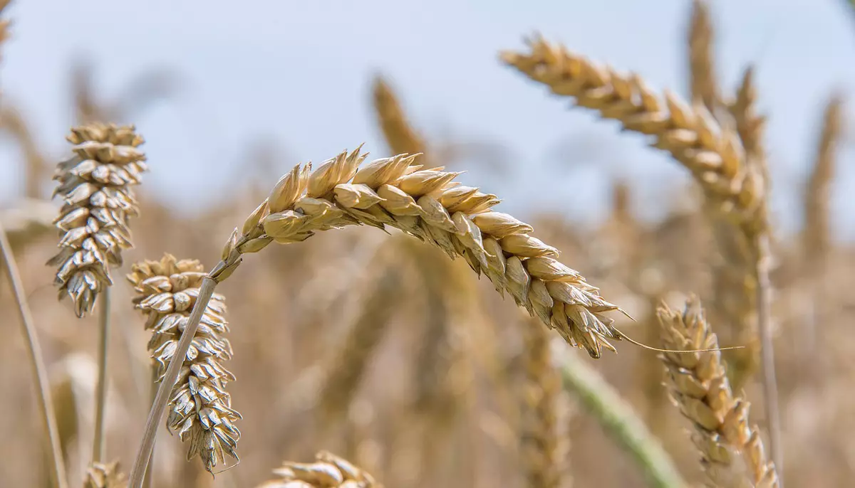 România are una dintre cele mai bune recolte de cereale din Europa. Alimentele s-ar putea scumpi însă în 2027
