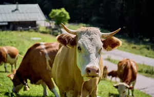 Cum arată criza producătorilor de lapte din România: Profit în creștere cu 48%, risc de insolvență pentru fermele mici
