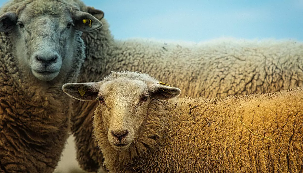 ANSVSA înăsprește regulile pentru crescătorii de ovine și caprine. Măsurile sunt aplicate la nivel național