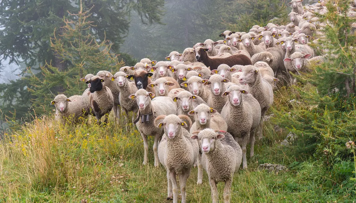 ANSVSA avertizează asupra transporturilor ilegale de ovine. Amenzile pot ajunge la 20.000 de lei