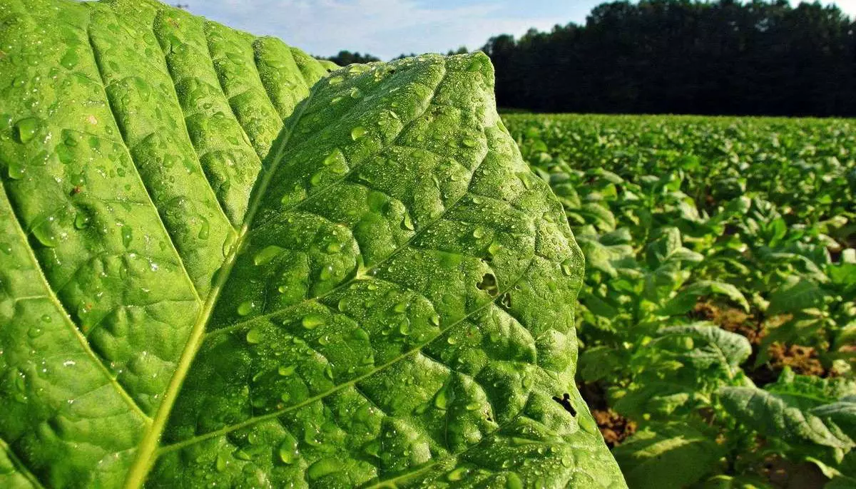 Cercetătorii au creat o plantă de tutun care produce substanțe psihedelice. Care este scopul real al proiectului