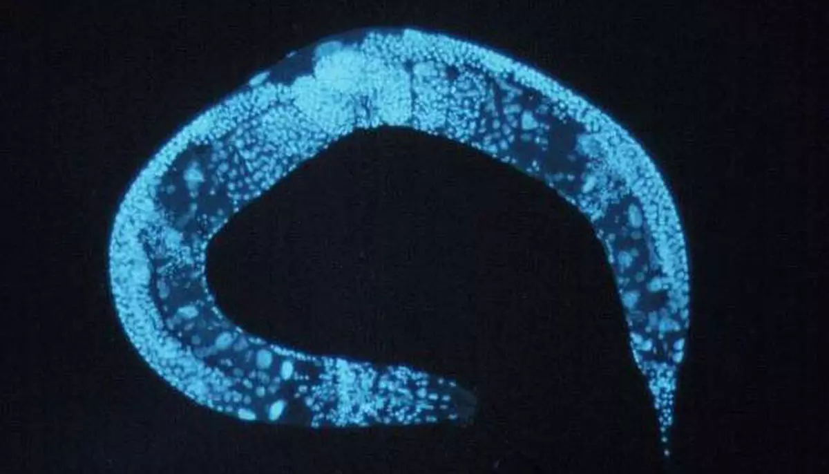 După Artemis II, NASA trimite câteva mii de viermi în spațiu. Misiunea lor e să-i învețe pe oameni cum să reziste mai mult în afara planetei