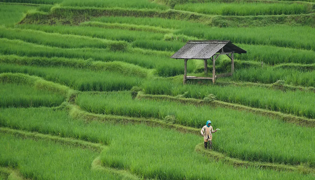 China și SUA își extind comerțul agricol. Beijingul anunță reduceri de tarife și deblocarea accesului pe piața internă