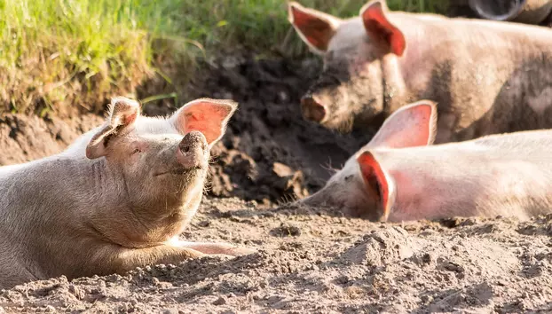 Agrifields, cofondată de antreprenorul libanez Laoun Youssef, ajunge între primii trei crescători de porci din România. Compania a fost înființată în 2024