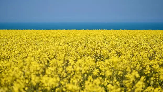 România, pe podiumul european la producția de rapiță. Estimările USDA indică o creștere-record de 40%