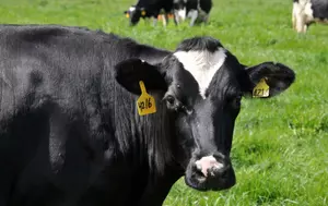 Un aliment care curăță ficatul, reduce colesterolul, susține digestia și ajută la pierderea în greutate