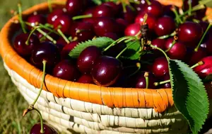 Pomicultorii din Cluj au "ars" 40.000 de euro într-o noapte pentru a-și salva cireșii