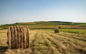 Insolvențele agricole cresc cu aproape 80%. Criza ajunge la fermele mari și lovește întregul lanț