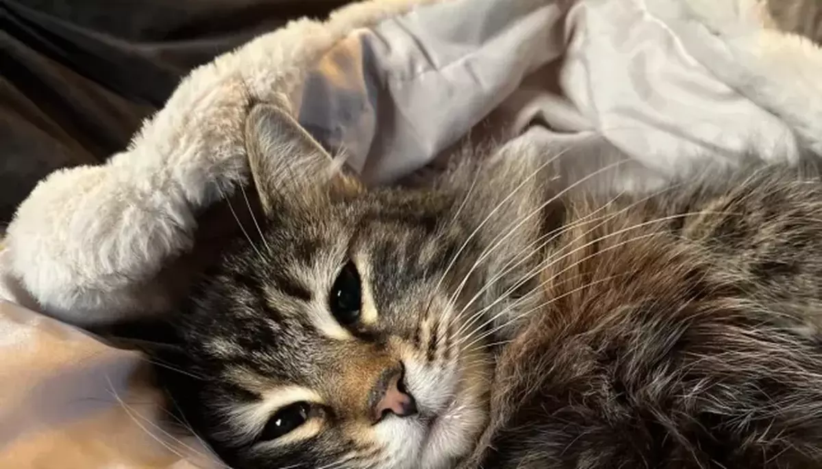 Livrator român la Amazon, arestat în Anglia după ce a furat o pisică. Nu știa că este filmat