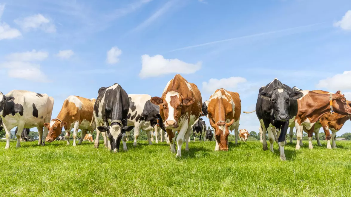 MADR a publicat un nou proiect pentru sprijinirea agriculturii. Fondurile propuse depășesc 180 de milioane de euro
