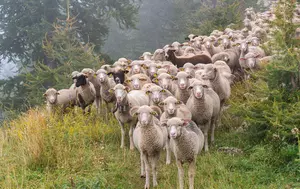 ANSVSA avertizează asupra transporturilor ilegale de ovine. Amenzile pot ajunge la 20.000 de lei