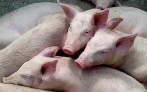Porcul românesc, un animal pe cale de dispariție? Cum am ajuns să importăm 80% din necesarul de carne