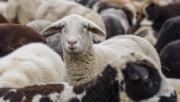Lovitură pentru fermierii români. Comisia Europeană prelungește interdicția la exportul de ovine și caprine